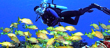 scuba diver and school of
              fish
