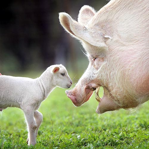 lamb and pig
