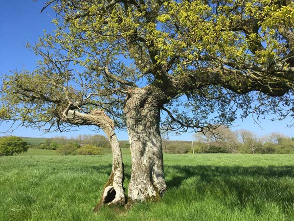 cleft oak tree, photo by Ros Yates