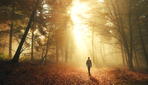 man walking in sunlit forest