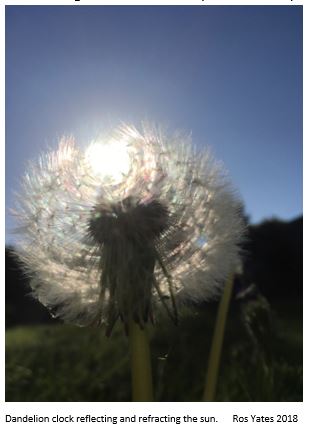 Dandelion clock reflecting the sun