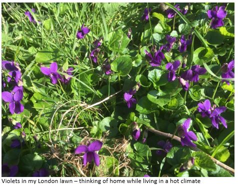 Violets in my London lawn